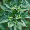Ashwagandha (Indian Ginseng) – 30 Seeds