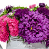 Crego Giant Aster Mix – 50 Seeds