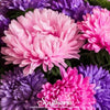 Crego Giant Aster Mix – 50 Seeds