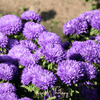 Lavender Gremlin Aster – 50 Seeds