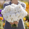 White Paeony Duchess Aster – 50 Seeds