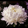 White Paeony Duchess Aster – 50 Seeds
