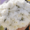 White Paeony Duchess Aster – 50 Seeds