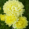 Yellow Paeony Duchess Aster – 50 Seeds