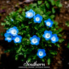 Baby Blue Eyes – 200 Seeds