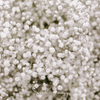 Perennial Baby’s Breath – 100 Seeds