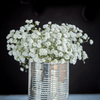 Perennial Baby’s Breath – 100 Seeds