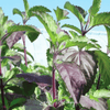 Red Holy Basil – 250 Seeds