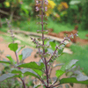 Red Holy Basil – 250 Seeds