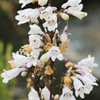 Beardtongue Foxglove – 200 Seeds
