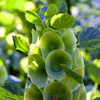 Bells of Ireland – 100 Seeds