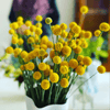 Billy Buttons (Drumsticks) – 50 Seeds