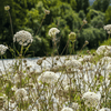 Bishop’s Flower (Wild Carrot) – 500 Seeds