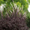 Black Cohosh (Bugbane) – 25 Seeds