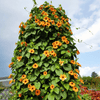 Black Eyed Susan Vine Mix – 50 Seeds