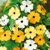 Black Eyed Susan Vine Mix – 50 Seeds