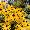 Black Eyed Susans – 100 Seeds