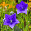 Blue Balloon Flower – 50 Seeds