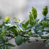 Blue Passionflower – 20 Seeds