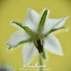 White Borage – 50 Seeds