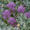 Purple Sprouting Broccoli – 100 Seeds