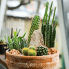 Cactus Mix – 30 Seeds