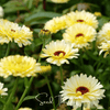 Ivory Princess Calendula – 50 Seeds
