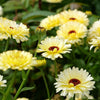 Ivory Princess Calendula – 50 Seeds