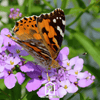 Candytuft Mix – 100 Seeds