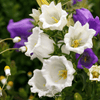 Canterbury Bells Mix – 100 Seeds