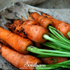 Danvers Carrot – 250 Seeds
