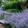 Catmint – 100 Seeds