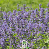 Catmint – 100 Seeds