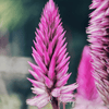 Flamingo Feather Celosia – 40 Seeds