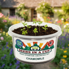 Chamomile Grow Kit | Seeds In A Cup®
