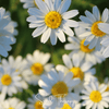 Roman Chamomile – 300 Seeds