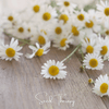Roman Chamomile – 300 Seeds