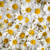 Roman Chamomile – 300 Seeds