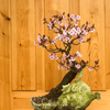 Cherry Plum – 5 Seeds