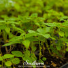 Chia – 250 Seeds