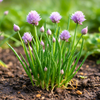 Chives Grow Kit | Seeds In A Cup®