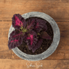 Black Dragon Coleus – 20 Seeds