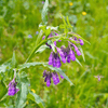 True Comfrey – 20 Seeds