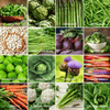 Community Garden Survival Seed Vault – 120 Seed Varieties