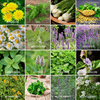 Community Garden Survival Seed Vault – 120 Seed Varieties