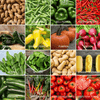Community Garden Survival Seed Vault – 120 Seed Varieties