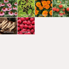Community Garden Survival Seed Vault – 120 Seed Varieties