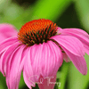 Purple Coneflower (Echinacea) – 100 Seeds