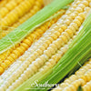 Bodacious Corn – 30 Seeds