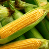 Kandy Korn Corn – 30 Seeds